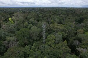 Lee más sobre el artículo Brasil pondrá a prueba capacidad del bosque amazónico para absorber dióxido de carbono