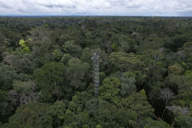 Lee más sobre el artículo Brasil pondrá a prueba capacidad del bosque amazónico para absorber dióxido de carbono