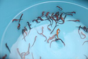 Lee más sobre el artículo Liberan 500 caballitos de mar para repoblar manglar en el Parque Nacional Mochima
