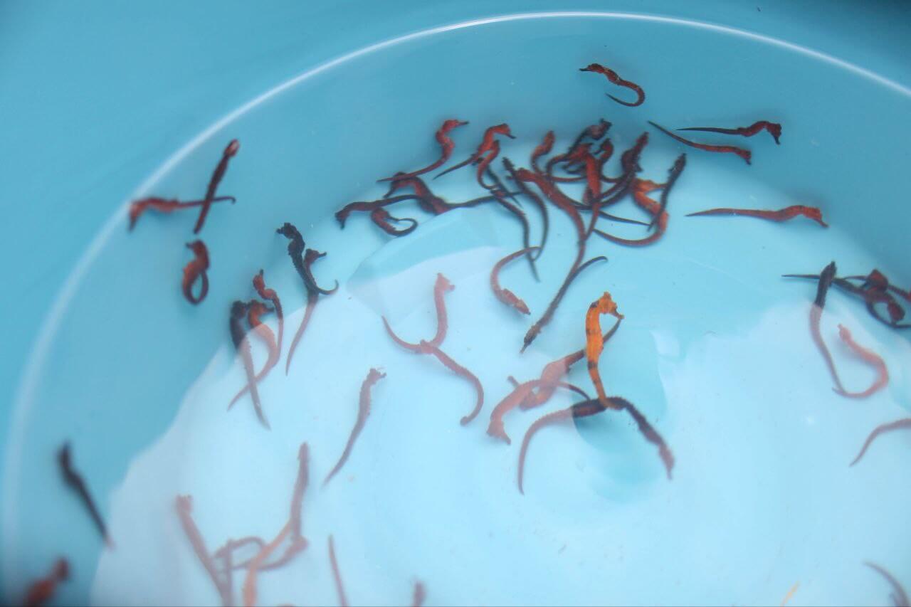 Lee más sobre el artículo Liberan 500 caballitos de mar para repoblar manglar en el Parque Nacional Mochima