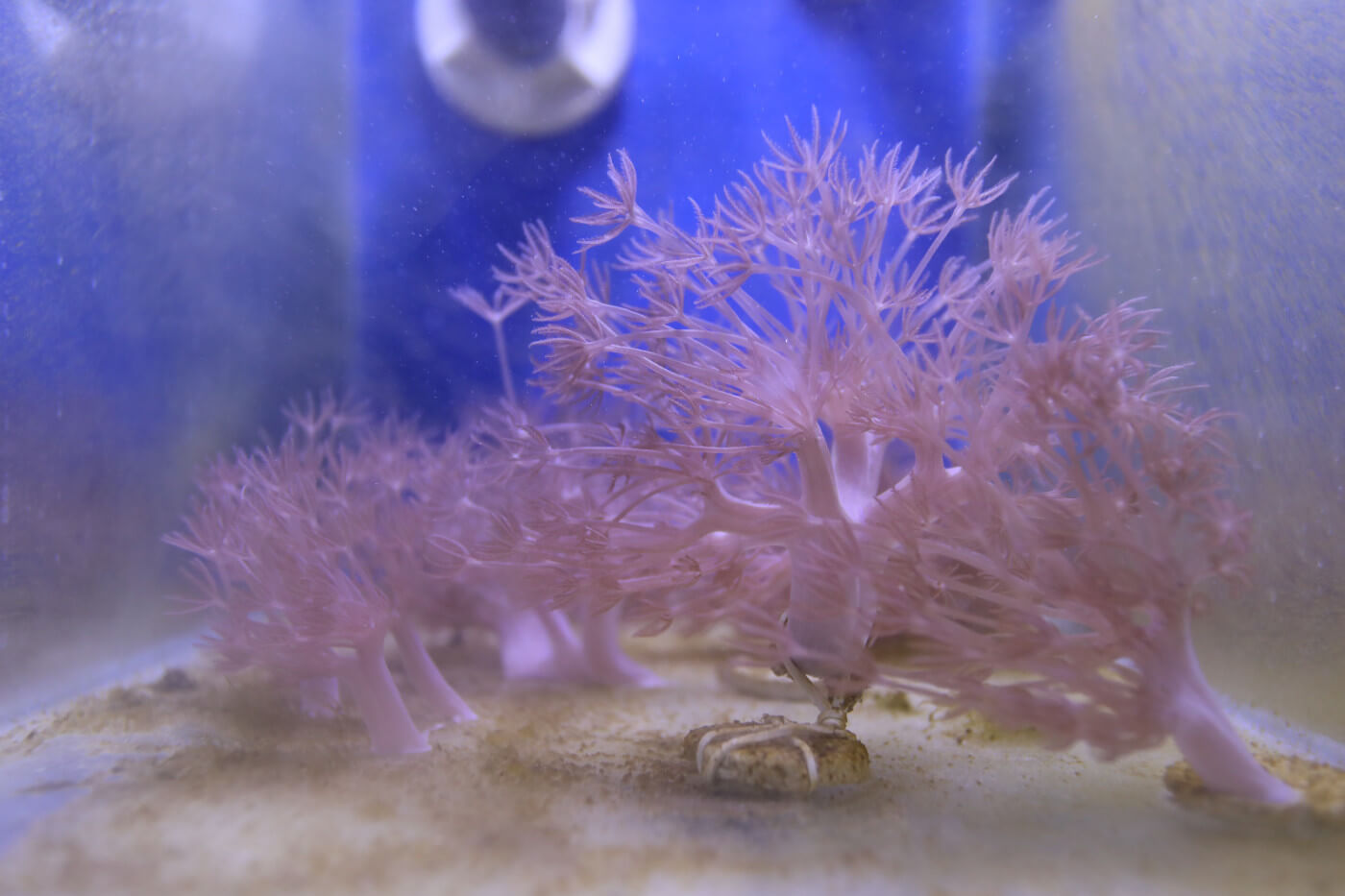 Lee más sobre el artículo Científicos de la UCV y UDO en alianza con MinCyT estudian evolución de coral blando que invade parte de las costas venezolanas