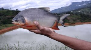 Lee más sobre el artículo <strong>ACAV activa laboratorio de acuicultura e inicia procesos de reproducción inducida de Coporo</strong>