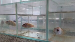 Lee más sobre el artículo <strong>Fundación CIEPE desarrolla investigaciones para producir alimentos balanceados destinados a peces cultivables</strong>