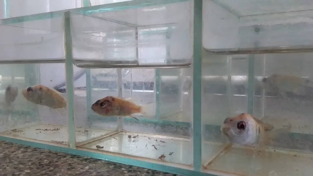 Lee más sobre el artículo <strong>Fundación CIEPE desarrolla investigaciones para producir alimentos balanceados destinados a peces cultivables</strong>