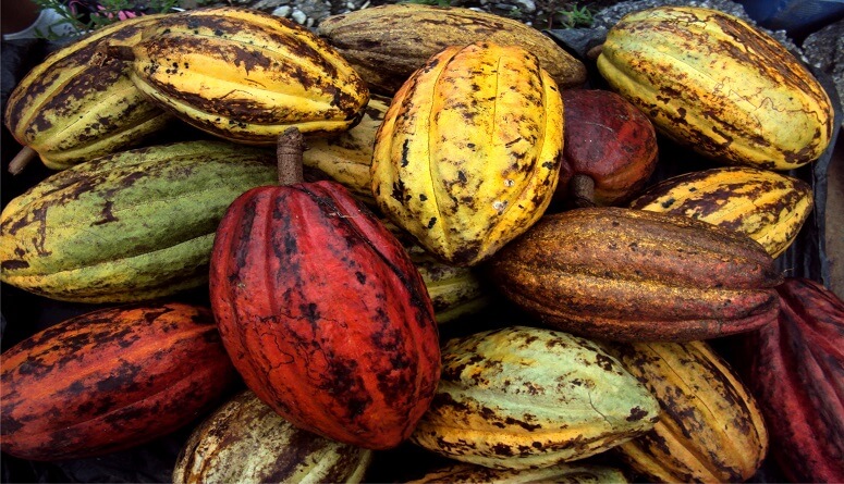 Lee más sobre el artículo Estudio demuestra que calidad del cacao venezolano fino de aroma se debe a origen genético y buen manejo de cultivo