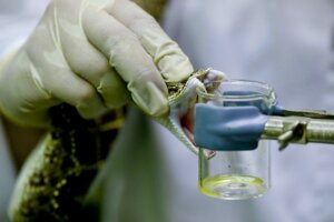 Lee más sobre el artículo Serpentario del IDEA ofrece servicios de capacitación, captura y suministro de venenos de ofidios y escorpiones con fines investigativos