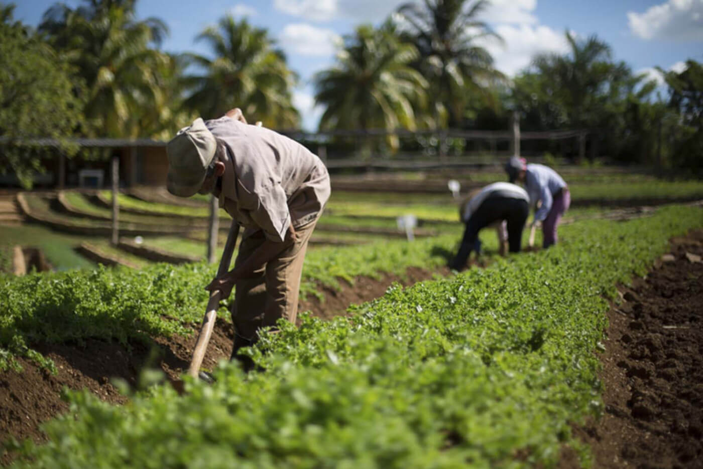 Lee más sobre el artículo Fundacite Trujillo y la Alcaldía de Carvajal impulsarán desarrollo agrícola
