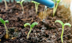 Lee más sobre el artículo Investigadores del IVIC desarrollan estudio sobre cosecha de humedad atmosférica para mitigar escasez de agua