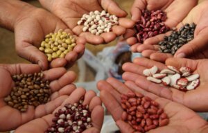 Lee más sobre el artículo Plan de Abastecimiento Agrourbano se consolida en Falcón