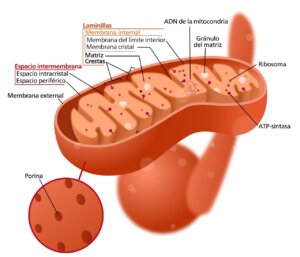 Lee más sobre el artículo La célula eucariota y su importante paso evolutivo