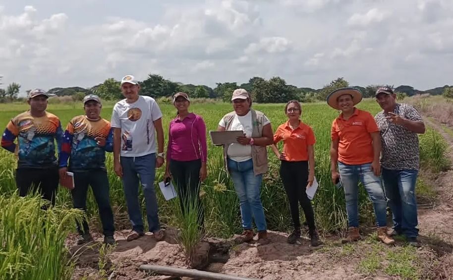 Lee más sobre el artículo Realizan evaluación y selección de cultivares de arroz en Escuela Itinerante de Campo en Guárico