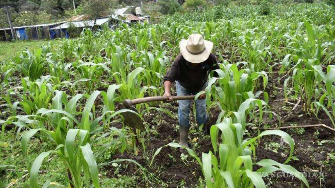Lee más sobre el artículo Conoce los efectos del herbicida Glifosato en las primeras etapas de la vida