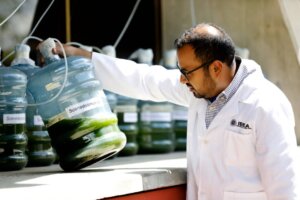 Lee más sobre el artículo Desarrollan proyecto para fortalecer banco de cepas de microalgas en el IDEA
