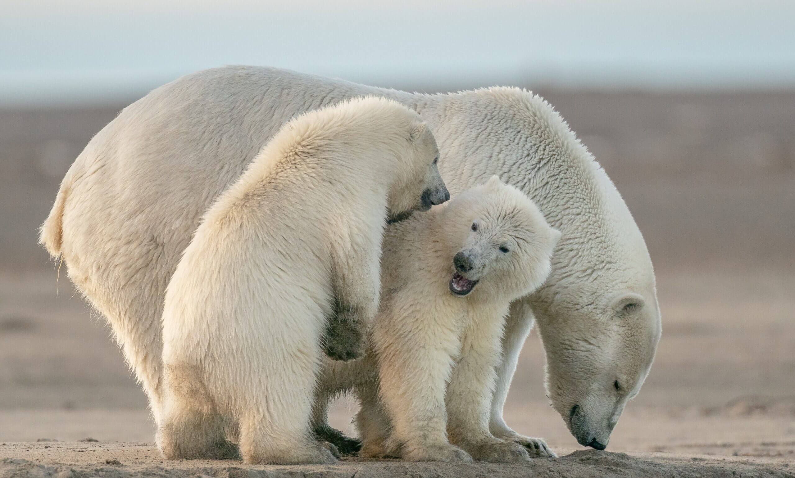 Lee más sobre el artículo Cambio climático afecta proceso de lactancia materna de osos polares