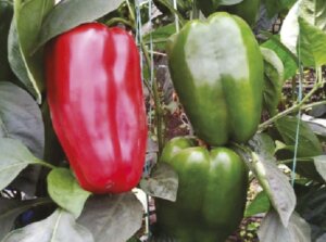 Lee más sobre el artículo Investigadores de la Academia de Ciencias Agrícolas de Venezuela realizan determinación Biométrica de Pimentón