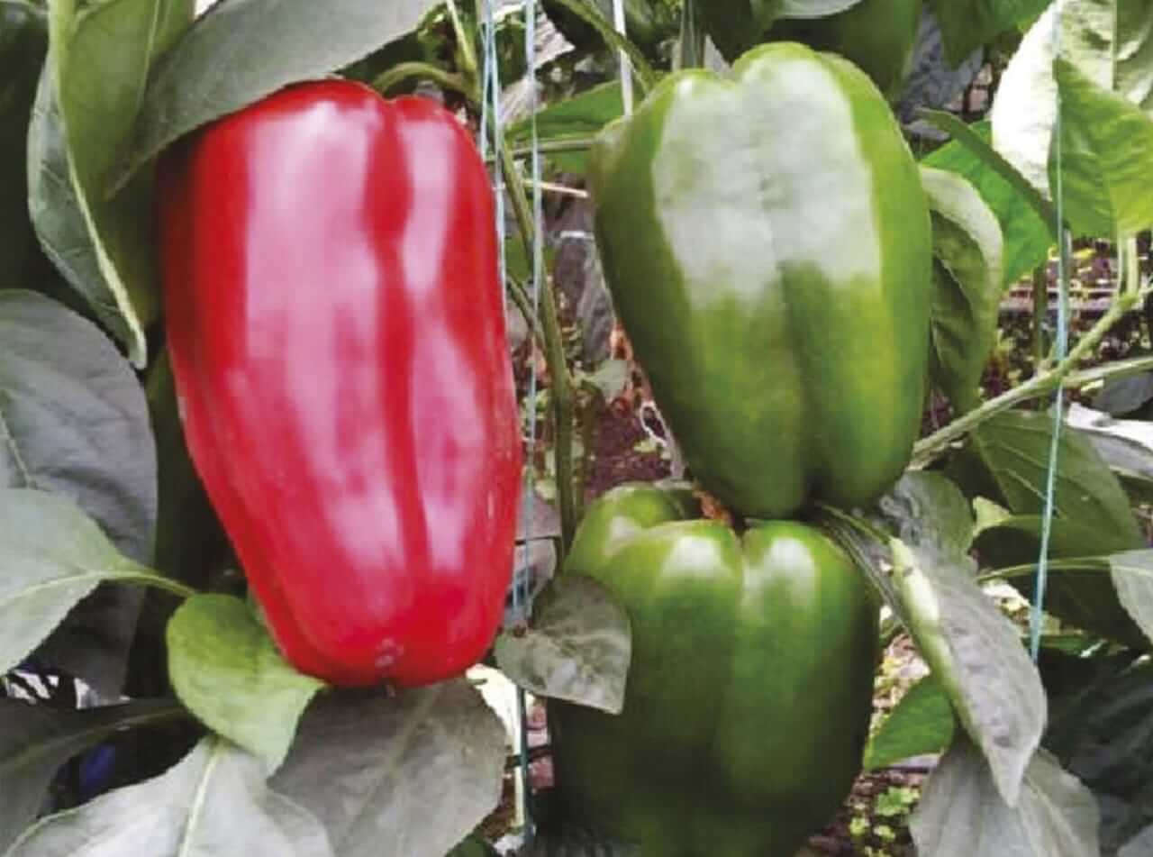 En este momento estás viendo Investigadores de la Academia de Ciencias Agrícolas de Venezuela realizan determinación Biométrica de Pimentón