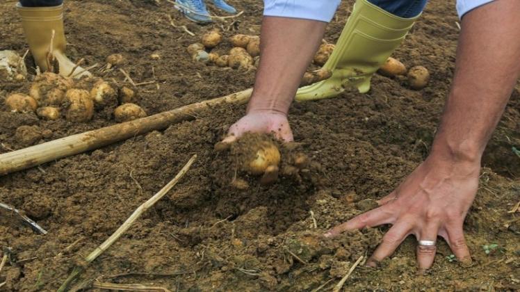 Lee más sobre el artículo Descarga: Semillas para la Vida y Ley de semillas venezolana