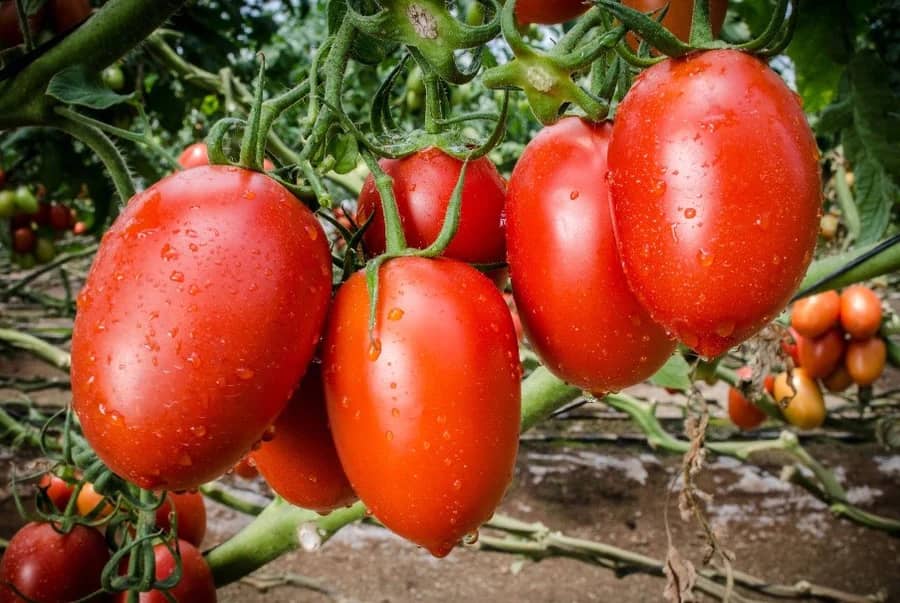 En este momento estás viendo En Mérida promueven el cultivo de tomate con buenas prácticas agrícolas