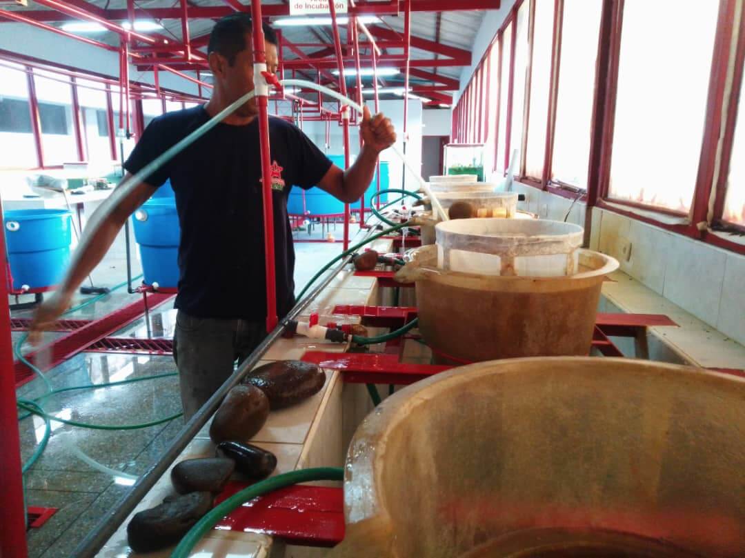 Lee más sobre el artículo ACAV logra segunda reproducción exitosa de coporo con obtención de 320 mil larvas