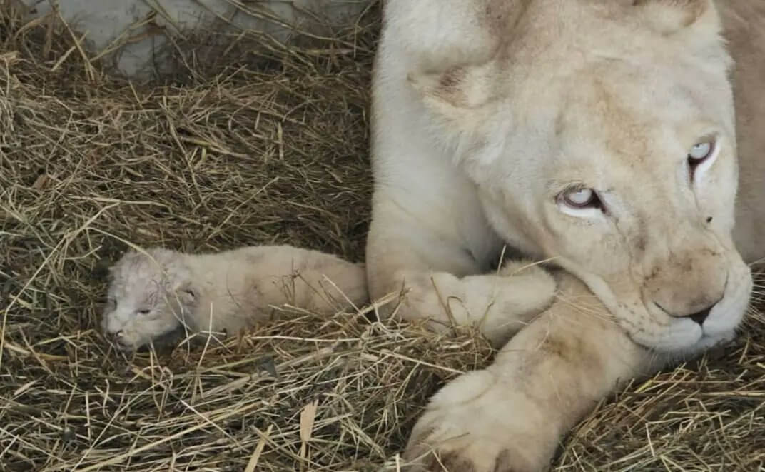 Lee más sobre el artículo Nacen en Venezuela tres crías de leones blancos