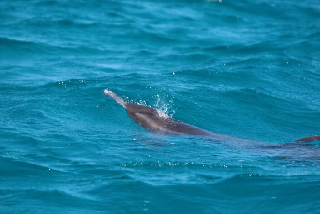 IVIC realiza mapeo preliminar del Archipiélago Los Roques para monitorear permanencia de cetáceos