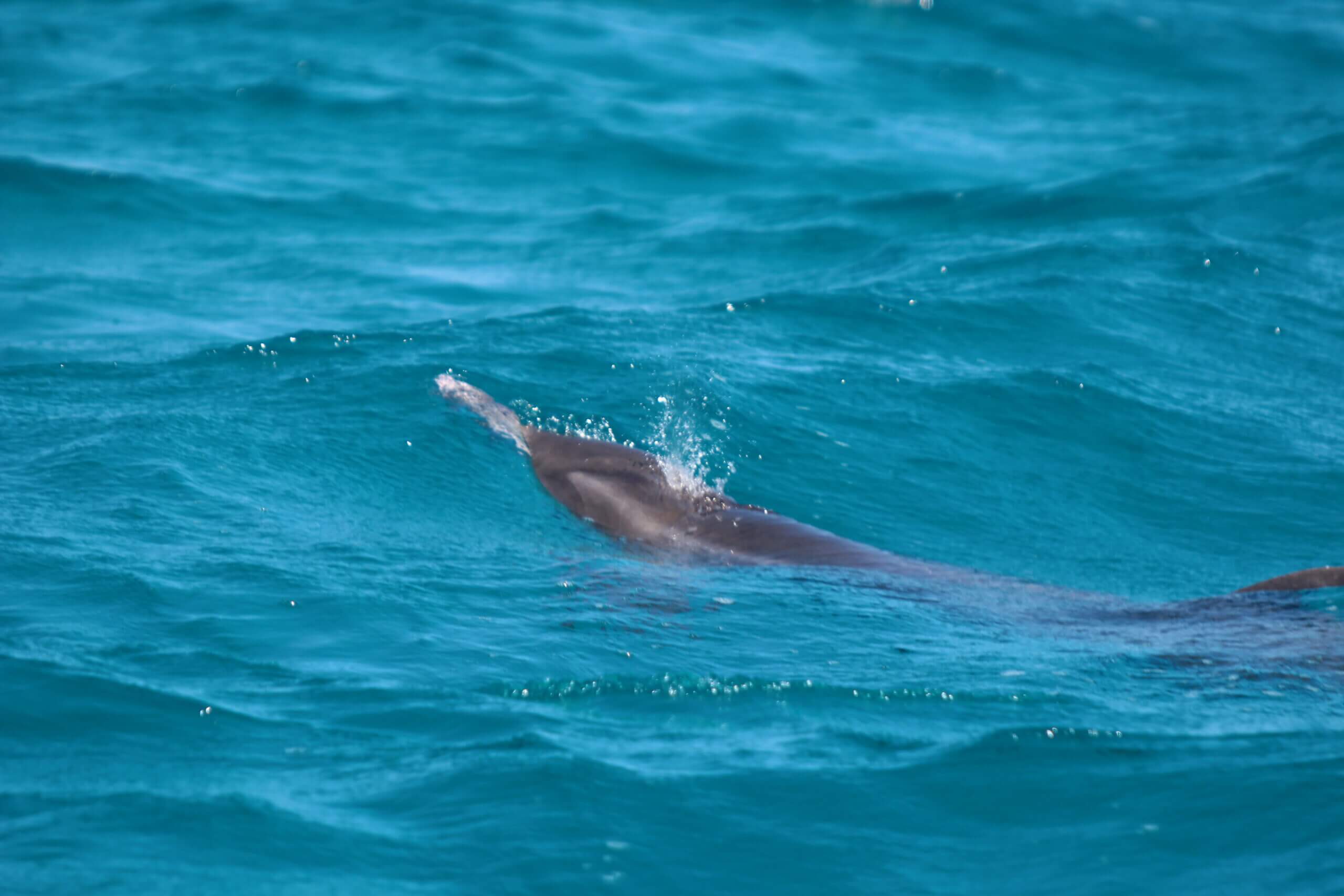En este momento estás viendo IVIC realiza mapeo preliminar del Archipiélago Los Roques para monitorear permanencia de cetáceos