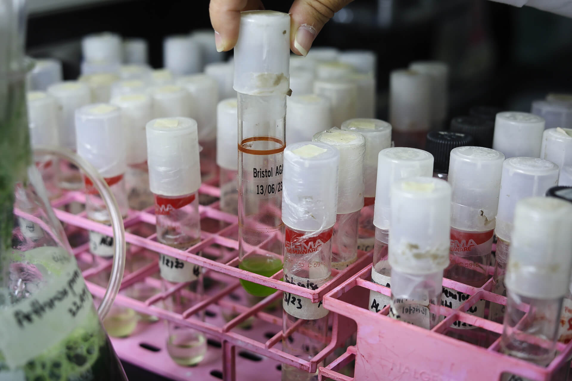 En este momento estás viendo Producción de microalgas: desarrollo biotecnológico en beneficio del país