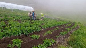 Lee más sobre el artículo Anuncian lanzamiento de plataforma AgroDigital Venezuela para brindar apoyo y asistencia a campesinos y productores del país