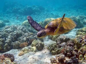 Lee más sobre el artículo Contaminación ambiental amenaza con extinción de la tortuga verde