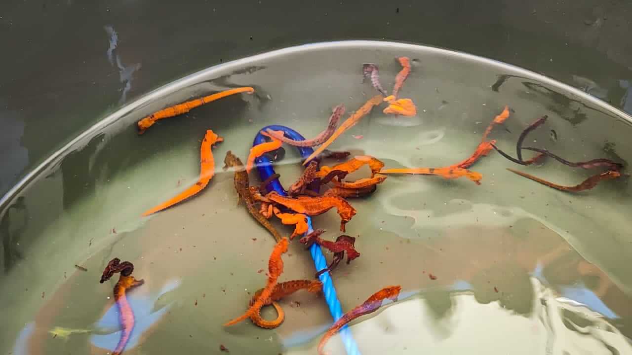 Lee más sobre el artículo Investigadores del IDEA liberan 500 caballitos de mar para repoblar manglar en el Parque Nacional Mochima