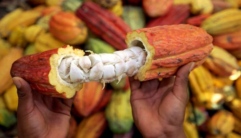 Lee más sobre el artículo Ministra Gabriela Jiménez: 7 millones de toneladas de cacao se consumen al año en el mundo