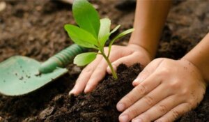 Lee más sobre el artículo Estudio aborda enfoques sobre plantación de árboles como solución al cambio climático