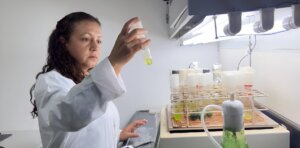 Lee más sobre el artículo Estudian efecto del uso de microalgas en el tratamiento de aguas residuales