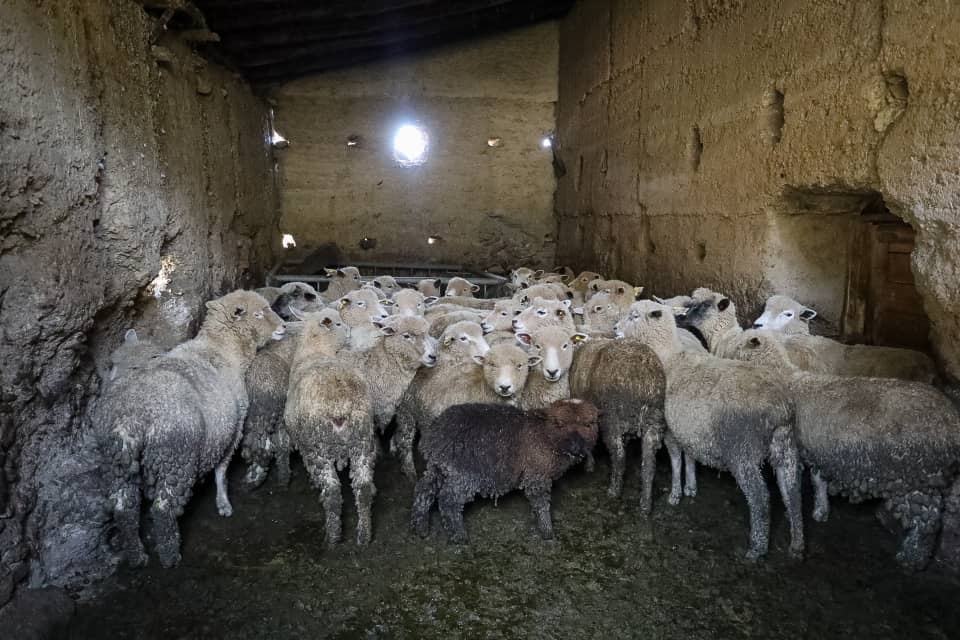 En este momento estás viendo Productores de Mérida promueven preservación del tejido andino y de lana de oveja