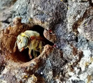Lee más sobre el artículo Avanza proyecto científico comunitario apícola para la preservación de bosques en Cojedes
