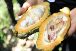Lee más sobre el artículo Mincyt invita al taller “Inoculantes micorrízicos para el cacao” que se dictará el próximo 12 de diciembre