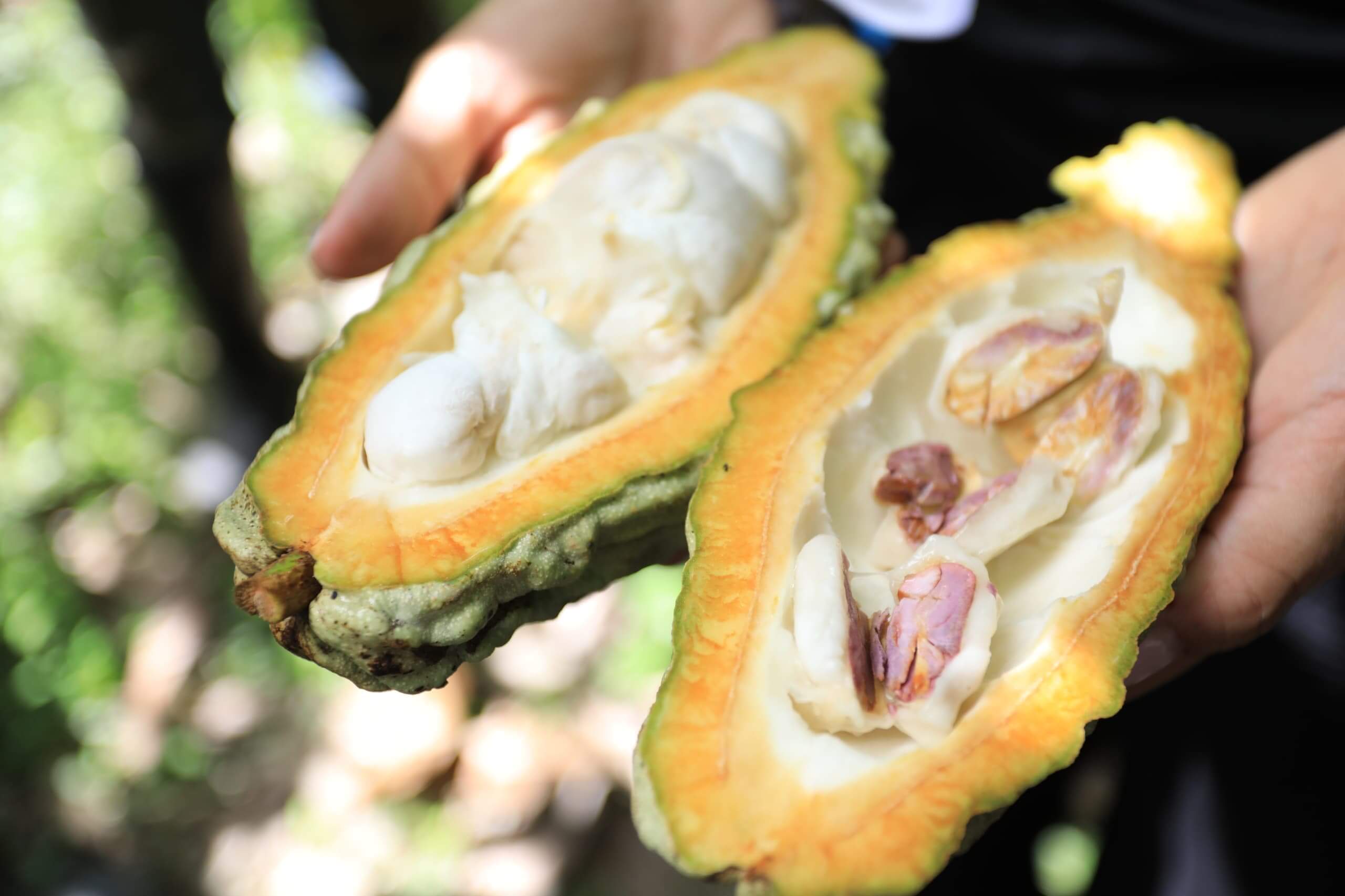 En este momento estás viendo Mincyt invita al taller “Inoculantes micorrízicos para el cacao” que se dictará el próximo 12 de diciembre
