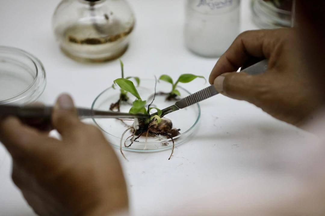 Lee más sobre el artículo Mejoran genética de los cambures para impulsar productividad del rubro agrícola nacional