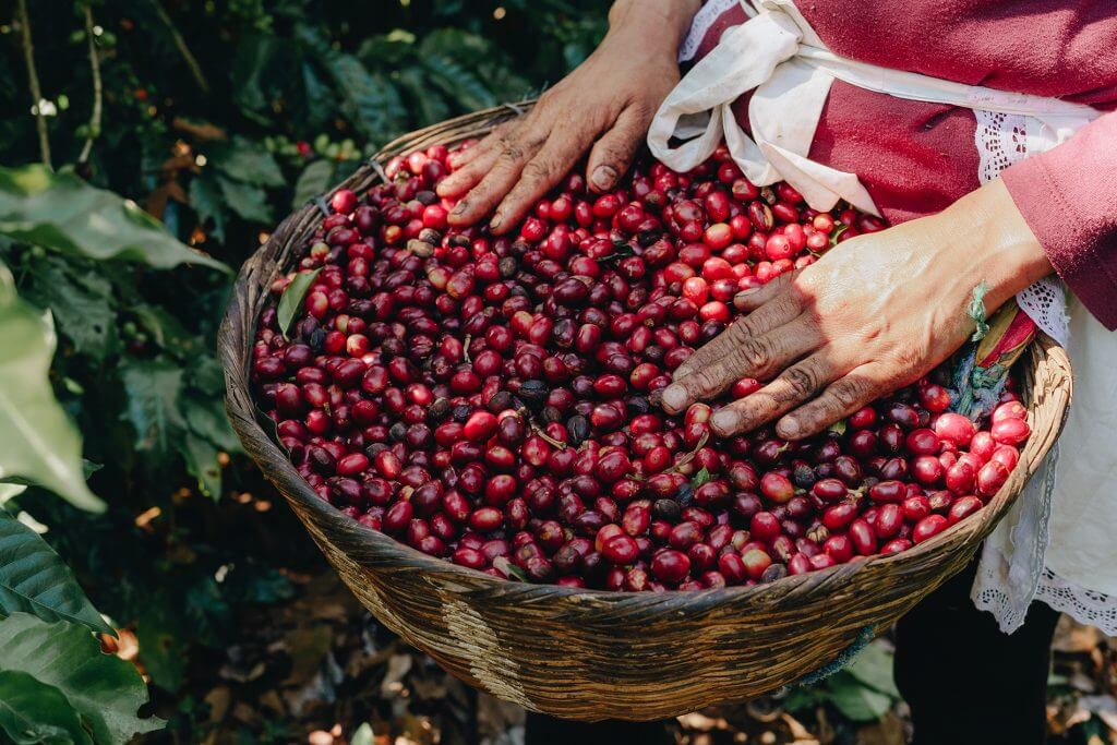 Lee más sobre el artículo Fundacite Anzoátegui y alcaldía del municipio Simón Bolívar avanzan en convenio para la producción de café
