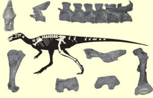 Lee más sobre el artículo Investigadores del IVIC encuentran nuevo material fósil del dinosaurio Laquintasaura Venezuelae