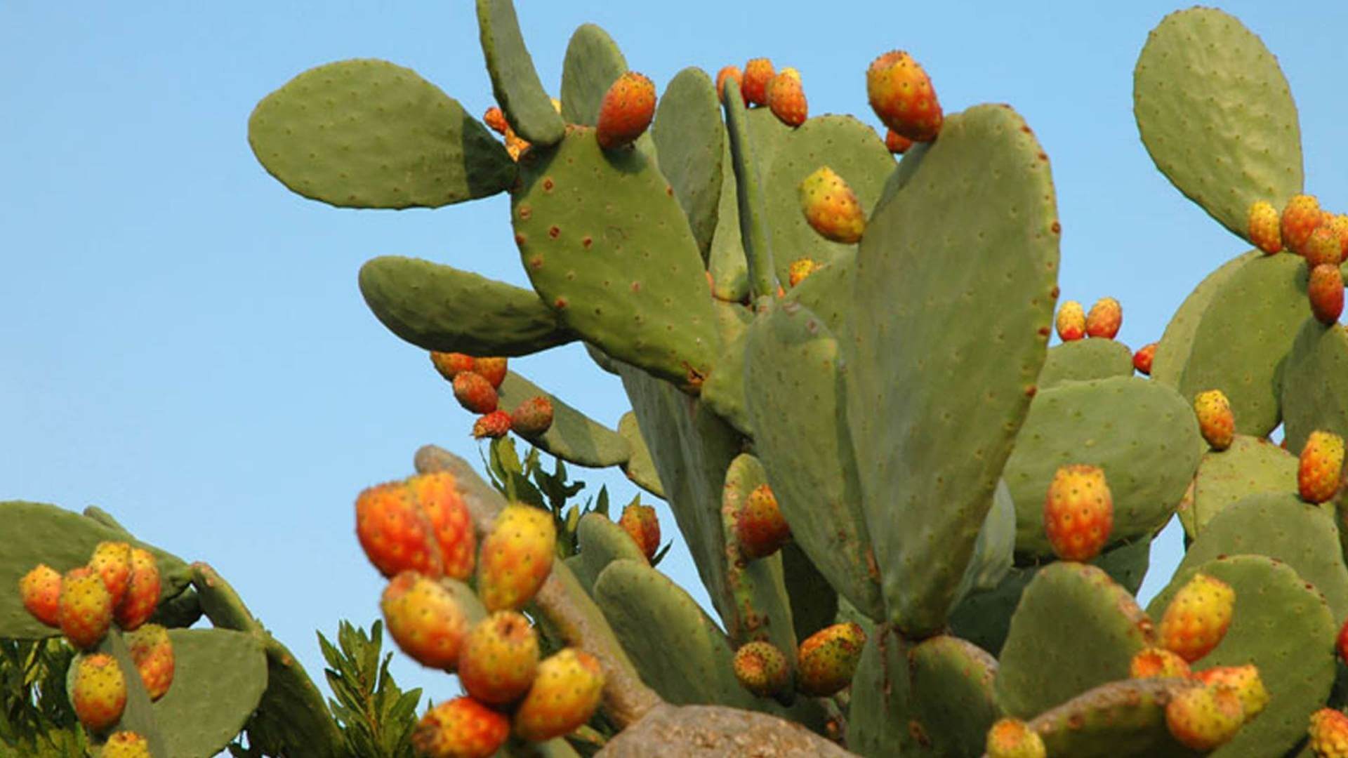 Lee más sobre el artículo Científicos venezolanos estudian calidad nutricional del Nopal para el desarrollo de alimentos