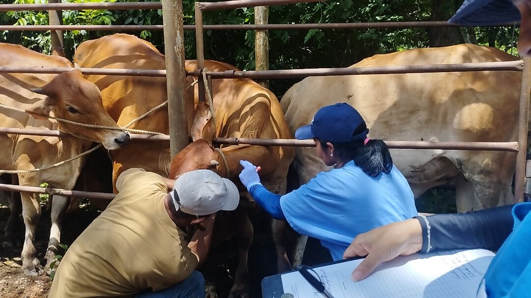 Lee más sobre el artículo IVIC desarrolla proyecto de diagnóstico y evaluación de prevalencia de hemoparásitos con impacto económico en el sector agropecuario