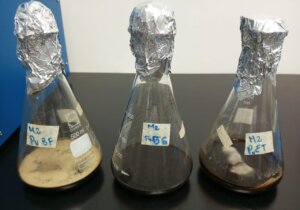 Lee más sobre el artículo Fundación CIEPE evalúa el potencial del hongo Paecylomices variotti como biocontrolador en plaga de cultivos
