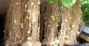 Lee más sobre el artículo Aeroponía: innovación tecnológica para la alimentación