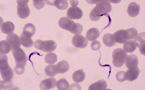Lee más sobre el artículo Ministra Gabriela Jiménez Ramírez valora investigaciones sobre Trypanosoma cruzi y la enfermedad de Chagas en Venezuela