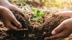 Lee más sobre el artículo Fundacite Aragua realizará taller “Biofertilizante y bioestimulantes para una agricultura regenerativa en planteles educativos”
