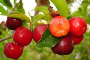 Lee más sobre el artículo Estudiantes de Miranda conocen diversidad de frutas venezolanas