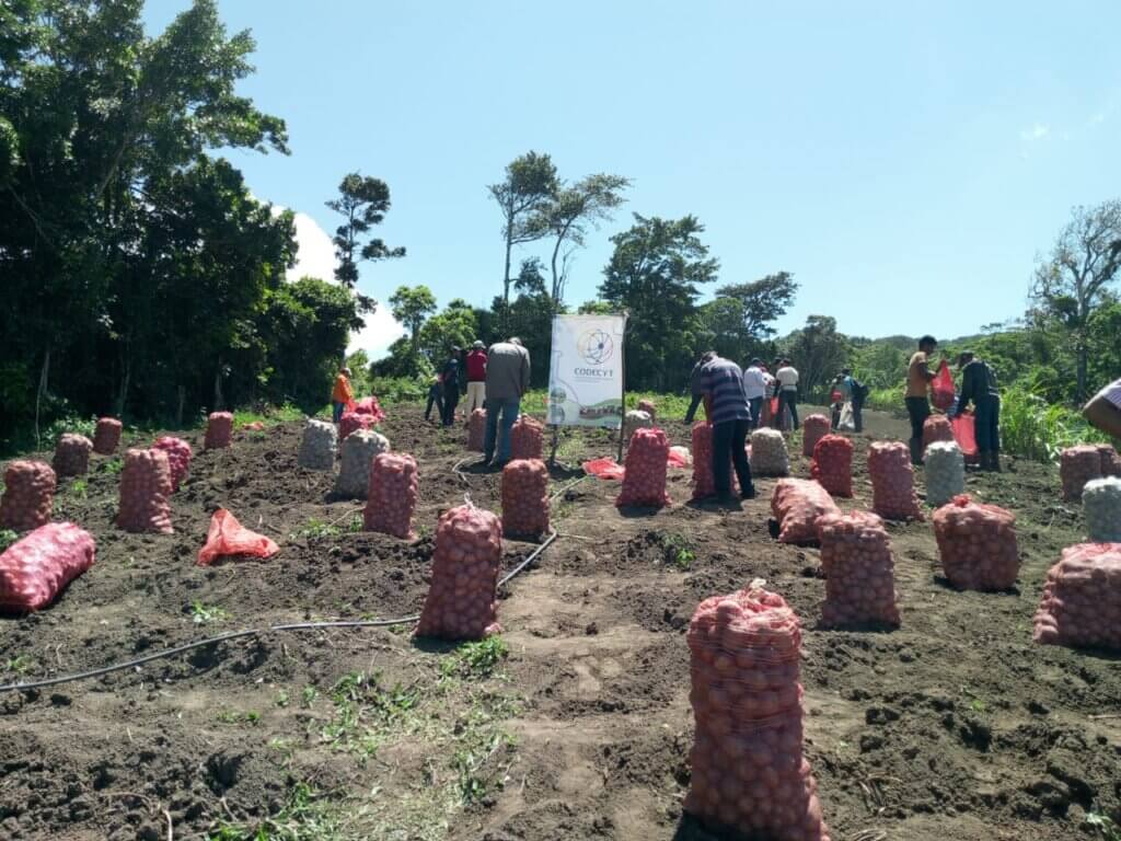 Productores de La Sierra en Falcón cosechan cerca de 100 sacos de Papa orgánica variedad María Bonita