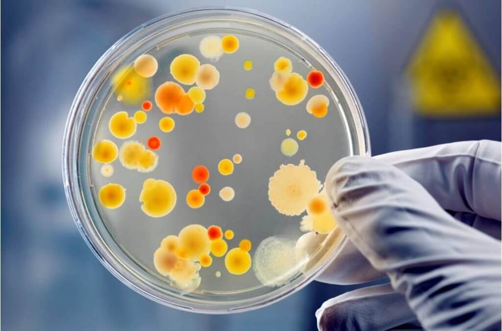Lee más sobre el artículo Mincyt ofrece curso “Fundamentos del cultivo de Microorganismos» 2024
