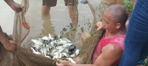 Lee más sobre el artículo Avanza producción de Coporo en la comunidad de Ticoporo en Barinas